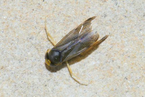 Callicorixa praeusta